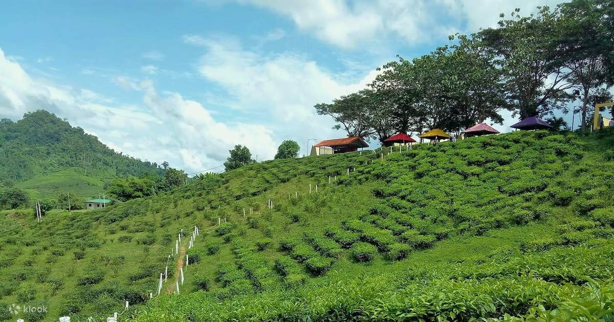 Sabah Tea Garden Tour with Fish Massage Experience from Kota Kinabalu